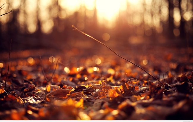Autumn leaves background hd Autumn leaves background hd