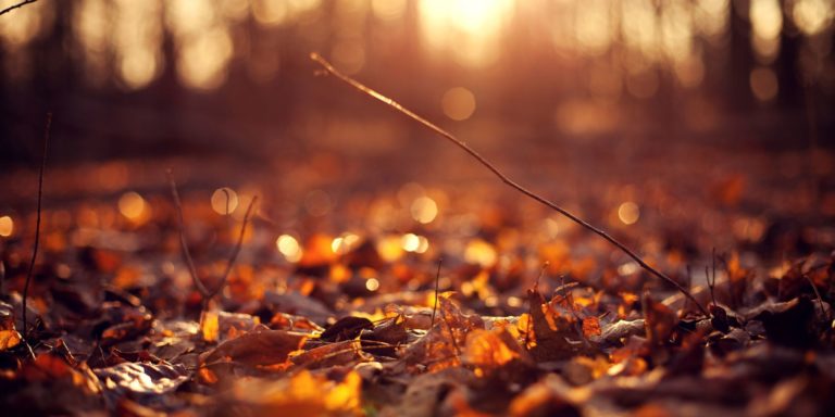 Autumn leaves background hd