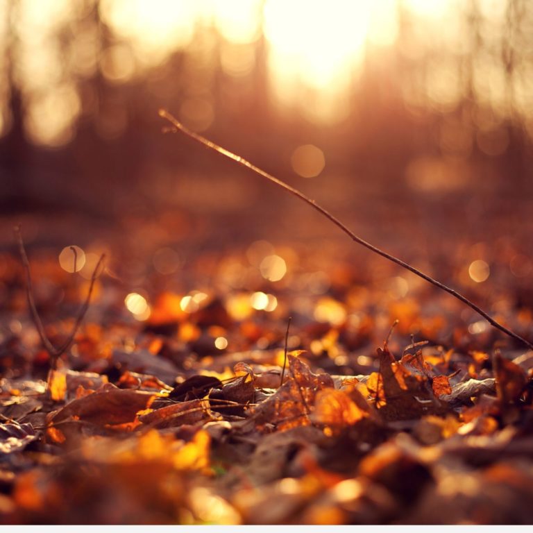 Autumn leaves background hd