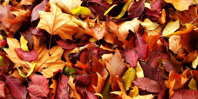 fallen leaves
