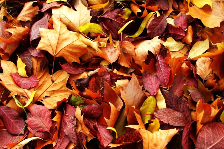 fallen leaves