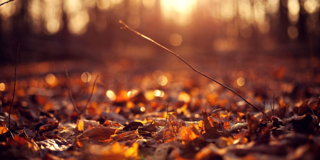 Leaves on the Ground