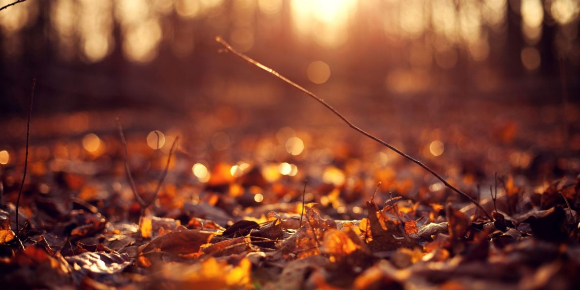 Leaves on the Ground