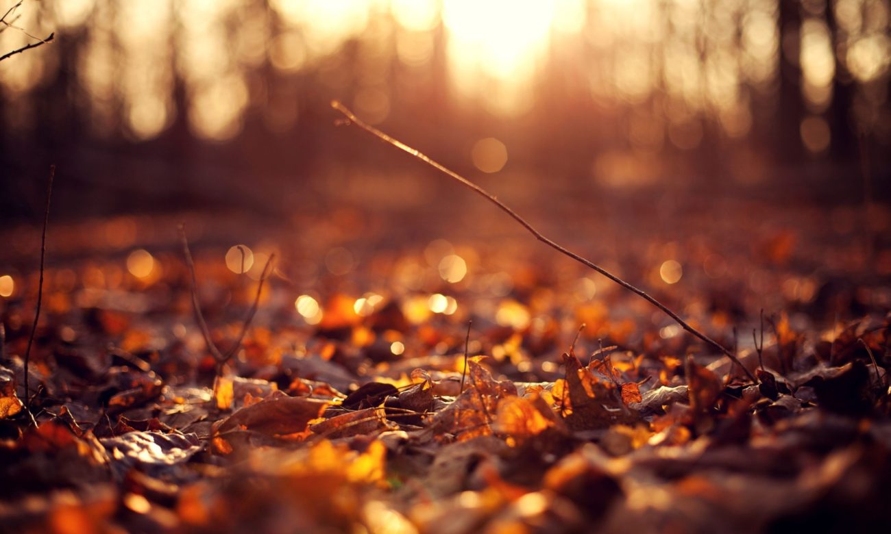 Leaves on the Ground