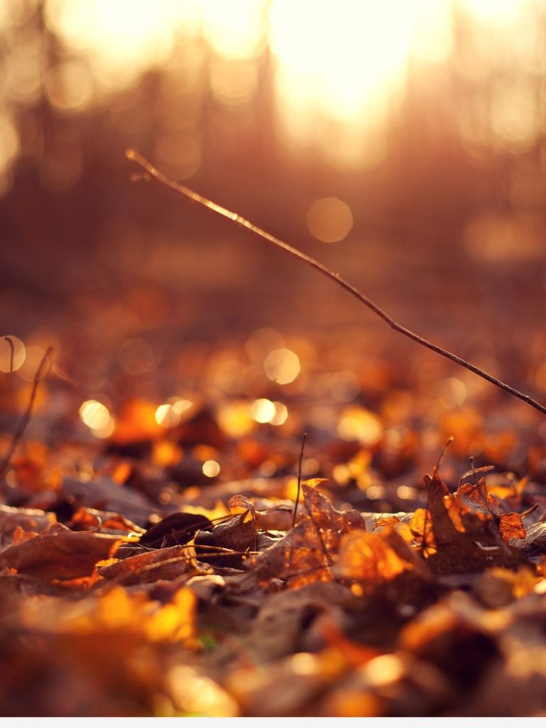 Leaves on the Ground