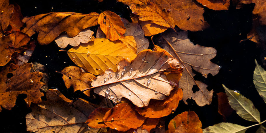 Leaves with water droplets
