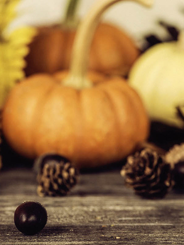 Bright gourds and pumpkins for thanksgiving