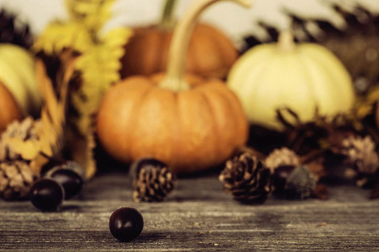 Bright gourds and pumpkins for thanksgiving