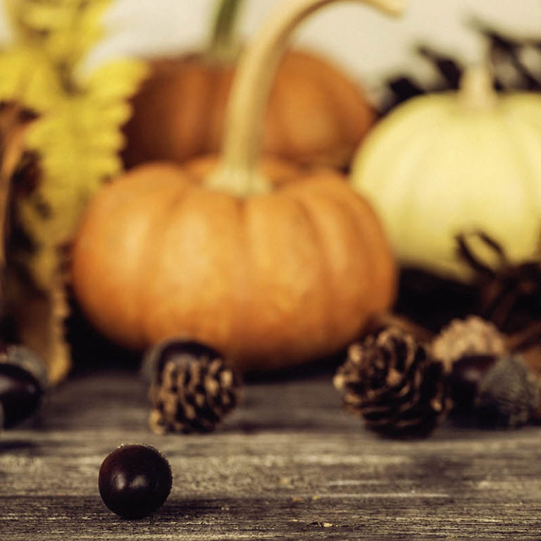 Bright gourds and pumpkins for thanksgiving