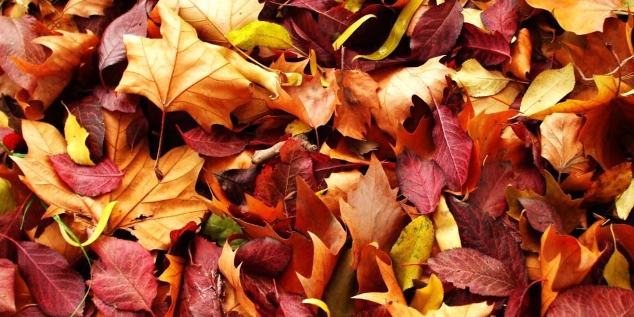 Leaves on the Ground