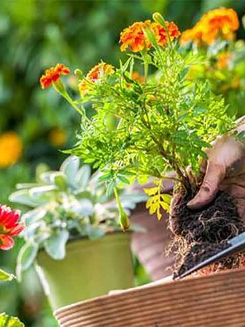 Person planting a flower garden