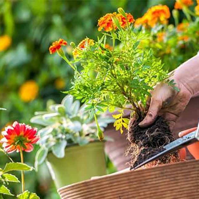 gardenening Person planting a flower garden