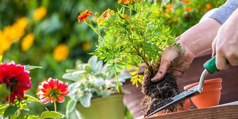 Person planting a flower garden