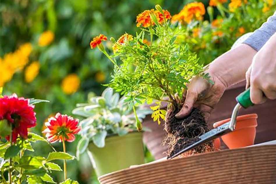 Person planting a flower garden