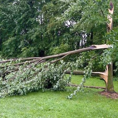 Limbs – Branches down