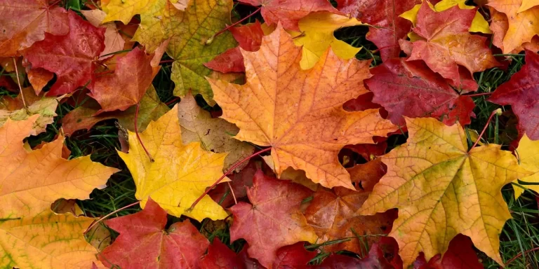 leaf pickup